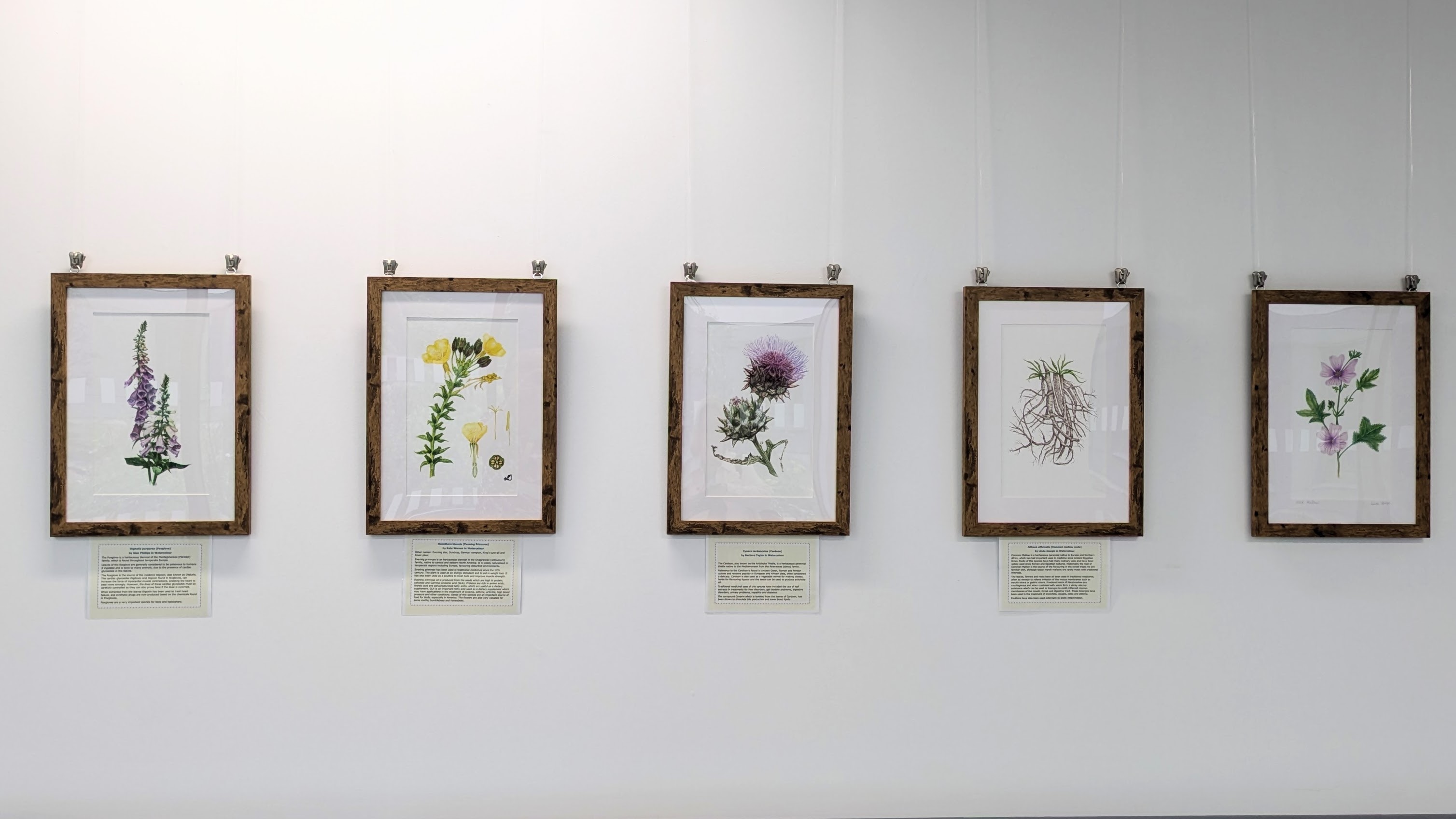 On Show in Oriel Gymunedol | Community Gallery: Wales Society of Botanical Illustrators